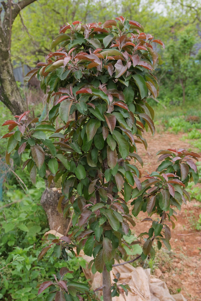 메이폴 - Crabapple, Malus pumila var. Maypole