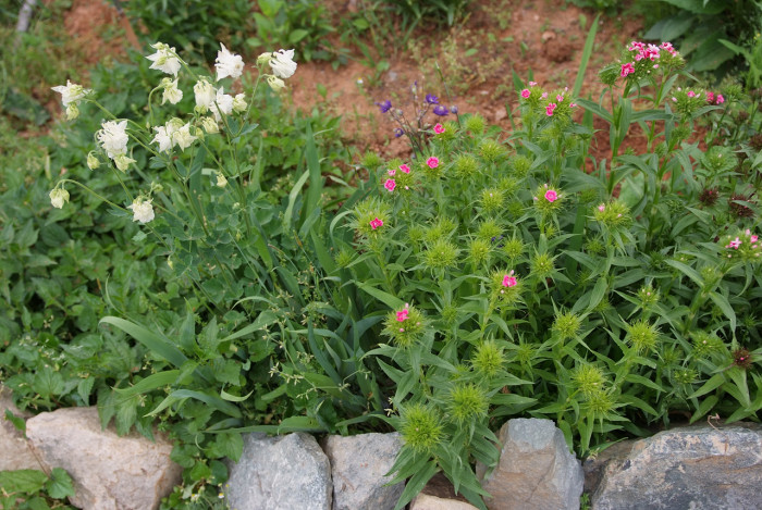 패랭이꽃 - Dianthus chinensis L. var. chinensis, Dianthus chinensis L. var. chinensis