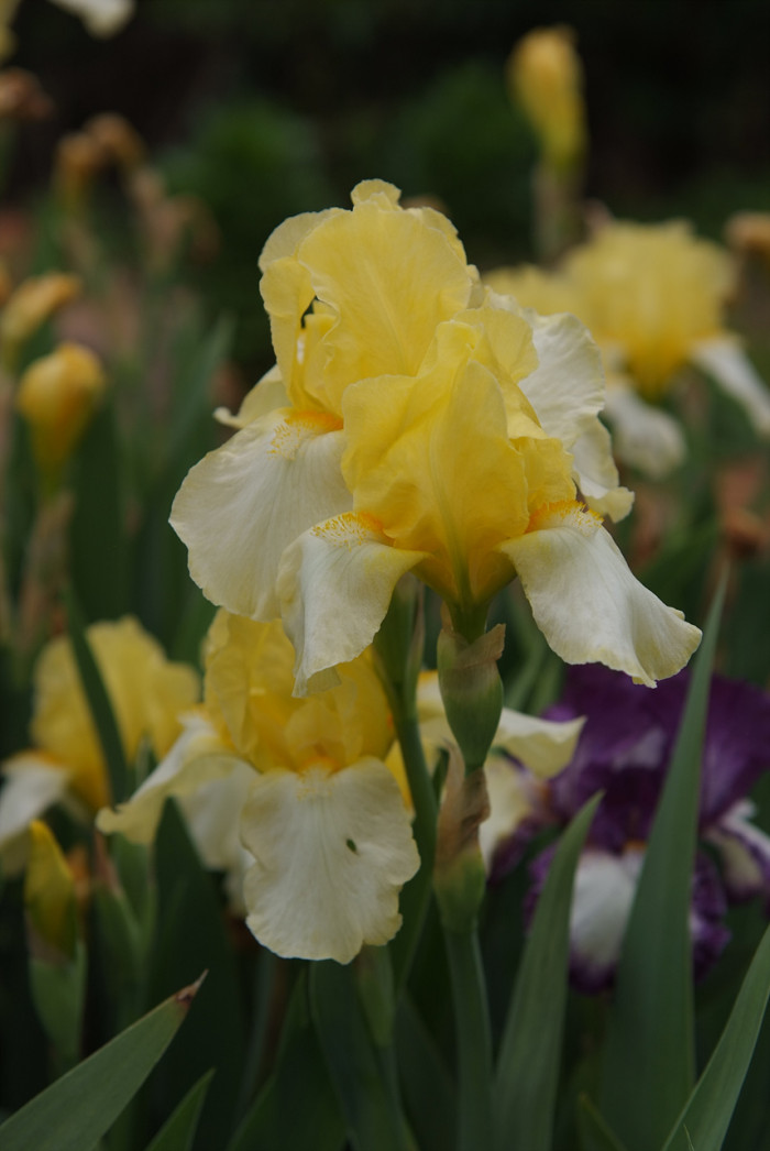 독일붓꽃 - German iris, Iris germanica L.