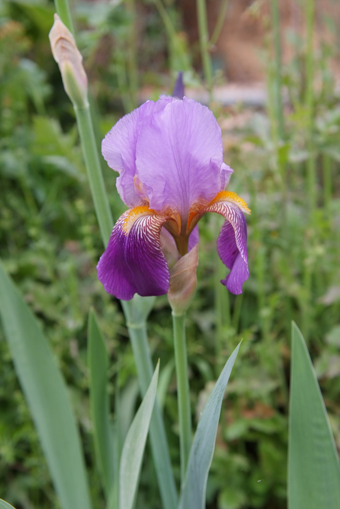 독일붓꽃 - German iris, Iris germanica L.