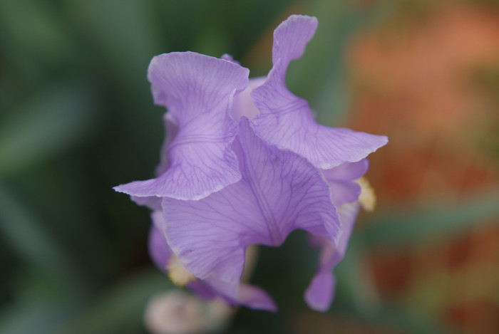 독일붓꽃 - German iris, Iris germanica L.
