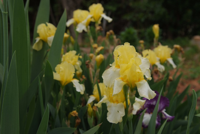 독일붓꽃 - German iris, Iris germanica L.