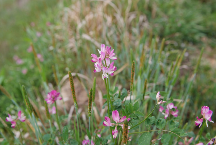 자운영 - Astragalus sinicus L.