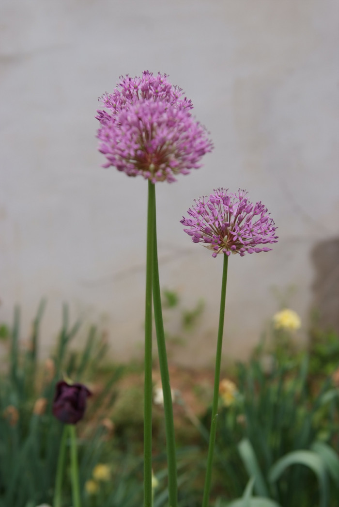 알리움 - Allium  spp