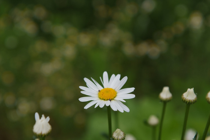 샤스타데이지 - Shasta daisy, Leucanthemum x superbum