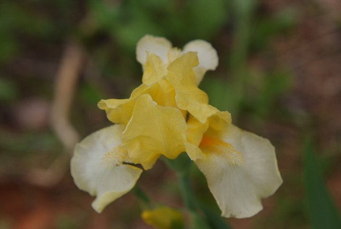 독일붓꽃 - German iris, Iris germanica L.