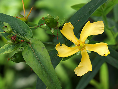 물레나물 사진 - Hypericum ascyron Photos