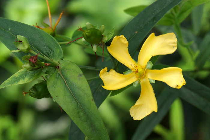 물레나물 - Hypericum ascyron