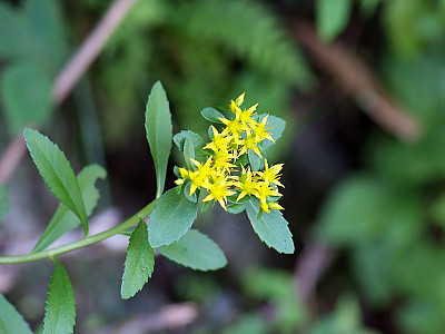 기린초 사진 - Sedum kamtschaticum Photos
