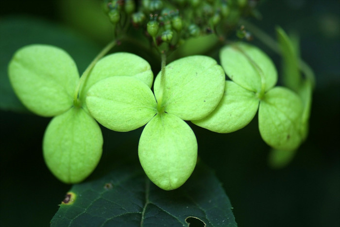산수국 - Hydrangea serrata for. acuminata