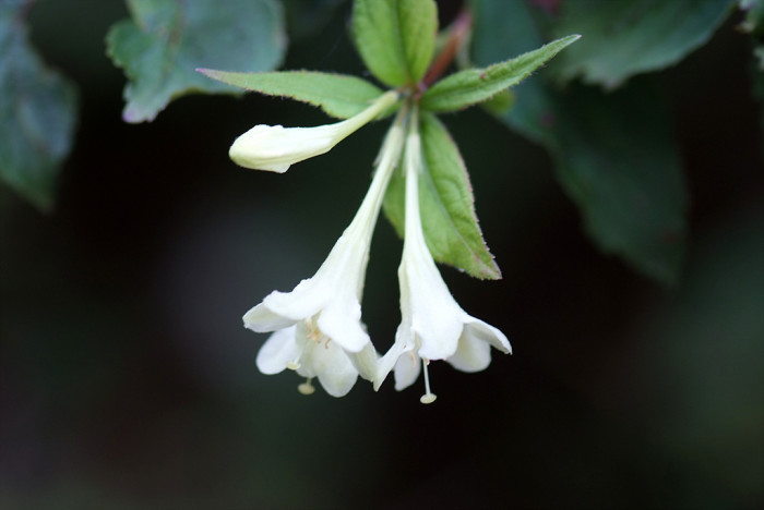 병꽃나무 - Weigela subsessilis