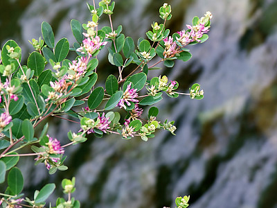 싸리 사진 - Lespedeza bicolor Photos