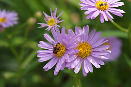 개미취 - Aster tataricus L.f.