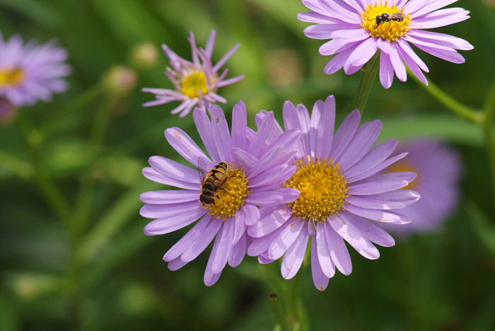 개미취 - Aster tataricus L.f.