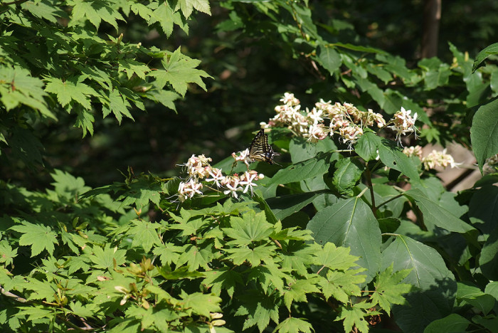누리장나무 - Harlequin Glorybower, Clerodendrum trichotomum