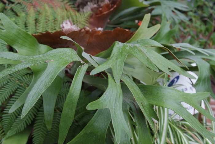 박쥐난 - staghorn fern, Platycerium bifurcatum