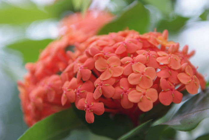 익소라 차이넨시스 - Ixora chinensis