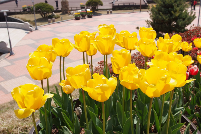 튤립 - Tulip, Tulipa gesneriana