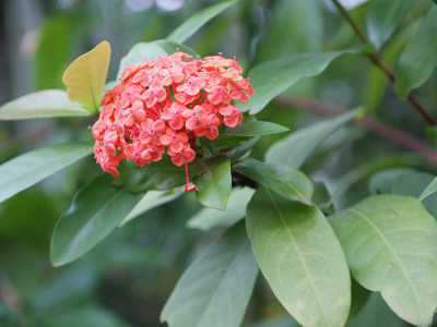 익소라 차이넨시스 사진 - Ixora chinensis Photos
