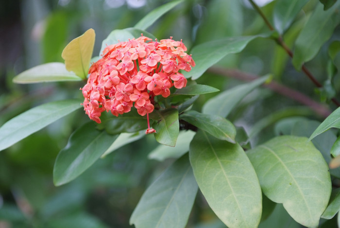 익소라 차이넨시스 - Ixora chinensis