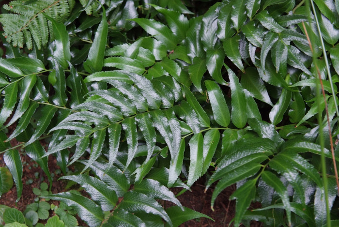 도깨비고비 - Holly Fern, Cyrtomium falcatum (L.) Presl