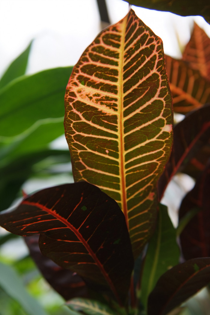 크로톤 - Croton codiaeum revolution, croton,Codiaeum variegatum,pictum