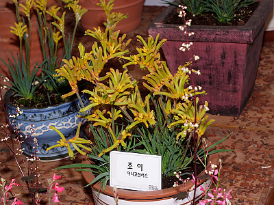 아나고잔서스 사진 - Anigozanthos Labill. Photos