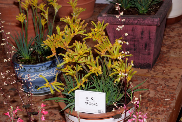 아나고잔서스 - Kangaroo paw, Anigozanthos Labill.