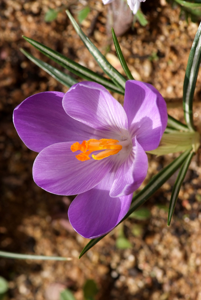 크로커스 - Crocus, Crocus spp.