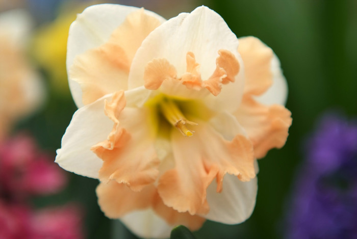 수선화 - daffodil, Narcissus tazetta var. chinensis