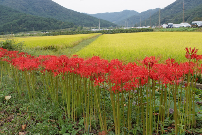 석산 - red spider lily, Lycoris radiata