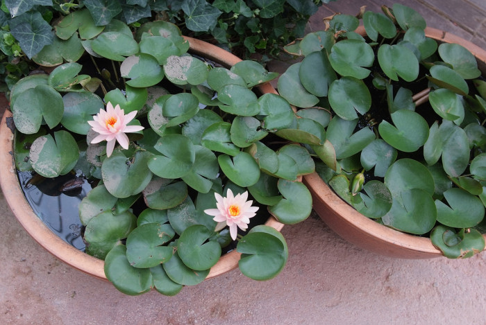 수련 - Nymphaea tetragona var. angusta