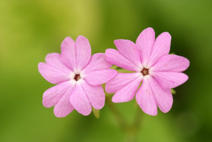 앵초 -  East Asian primrose, Primula sieboldii E.Morren