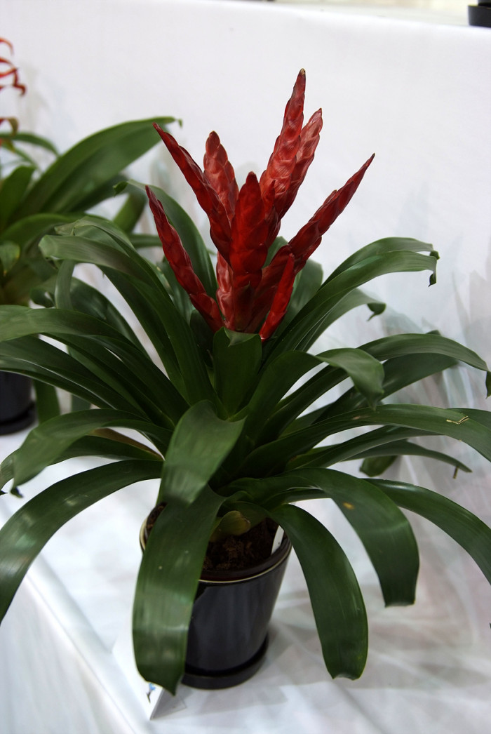 틸란디시아 - Tillandsia bergeri