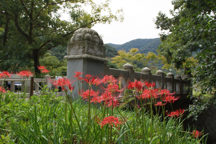석산 - red spider lily, Lycoris radiata