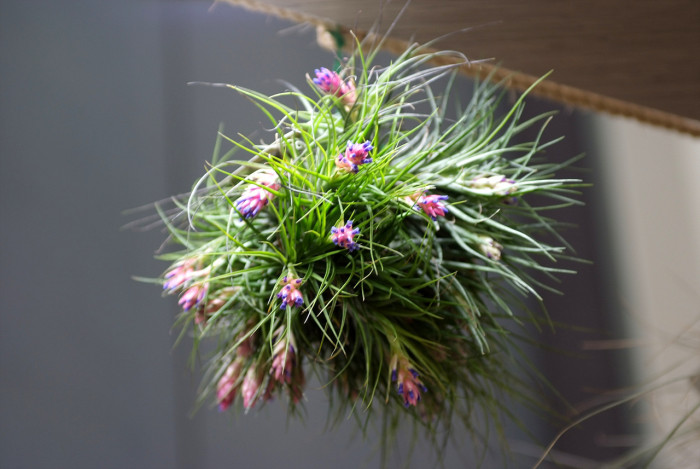 틸란디시아 - Tillandsia bergeri