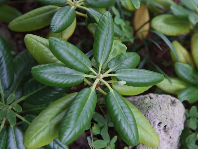 만병초 사진 - Rhododendron brachycarpum D.Don ex G.Don Photos
