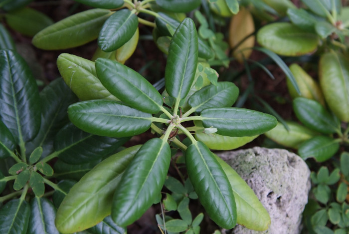 만병초 - Rhododendron brachycarpum D.Don ex G.Don
