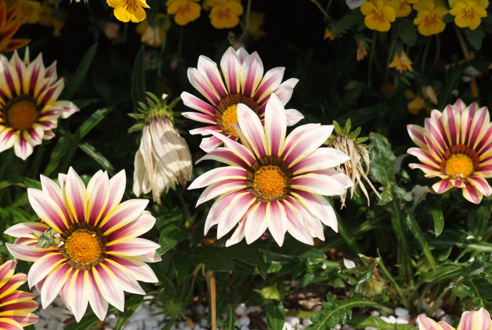 가자니아 - Gazania, Gazania rigens (L.) Gaertn.