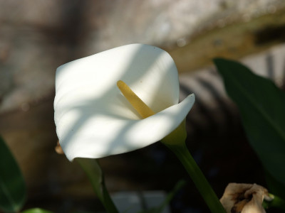물카라 사진 - Zantedeschia sp. Photos