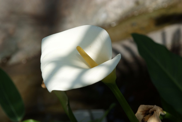 물카라 - Arum lily, Calla lily, Zantedeschia sp.