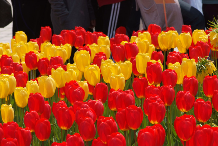 튤립 - Tulip, Tulipa gesneriana