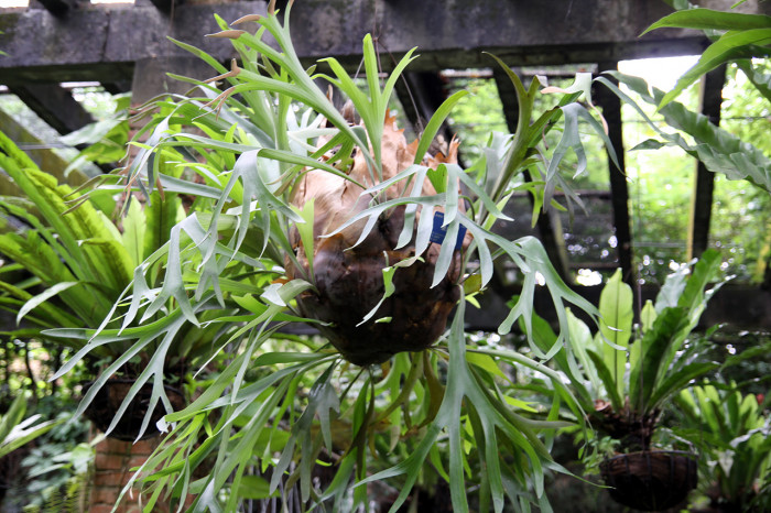 박쥐난 - staghorn fern, Platycerium bifurcatum