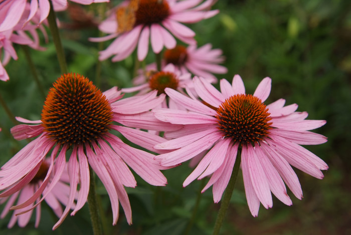 에키네시아 - eastern purple coneflower, hedgehog coneflower, purple coneflower, Echinacea purpurea
