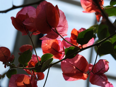 부겐베리아 사진 - Bougainvillea glabra Photos