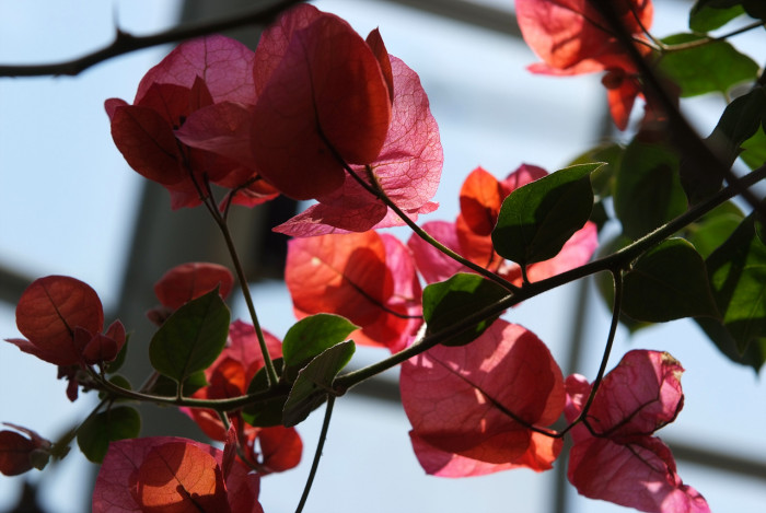 부겐베리아 - paper flower, Bougainvillea glabra