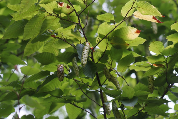까치박달 - Carpinus cordata Blume
