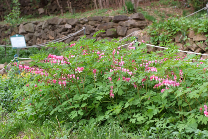 금낭화 - Dicentra spectabilis