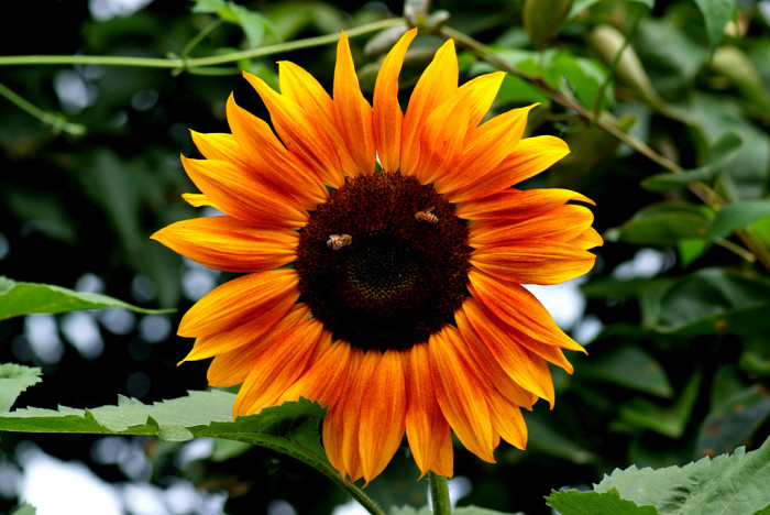 해바라기 - Sunflower, Helianthus annuus