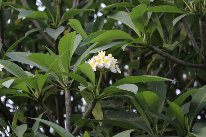 러브하와이 - Flumeria, Plumeria Alba